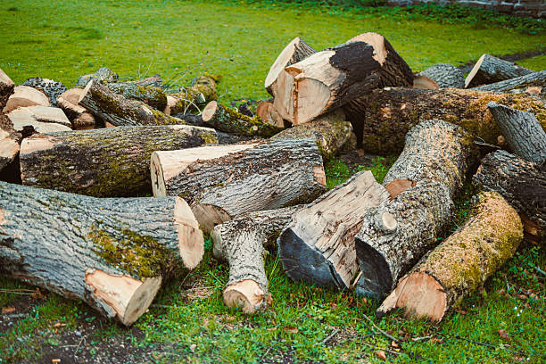 istock Pile of chopped fresh trees. Forest cutting. chopped logs from huge trees. 2253346829