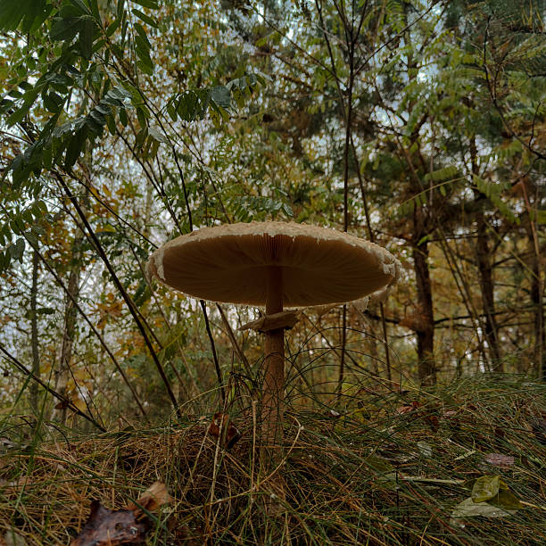 Macrolepiota procera 1