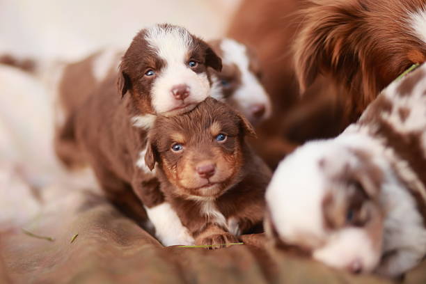 istock Group of puppies are laying on a bed 2253347247