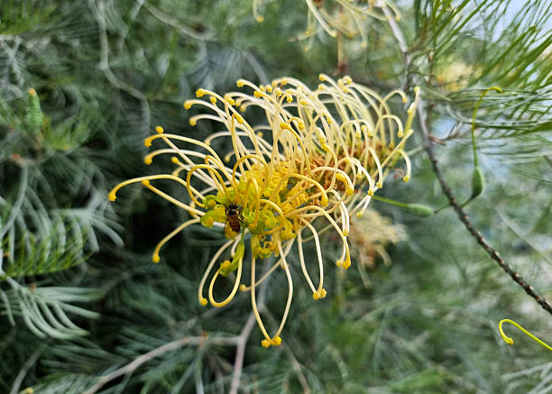 A honey bee pollinating on the Grevillea ‘Moonlight’