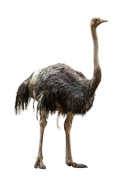 istock Common Ostrich portrait highlighting a long neck and sharp eyes standing against a clean white background 2253350759
