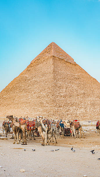 istock A camel and the pyramid of egypt 2253351601