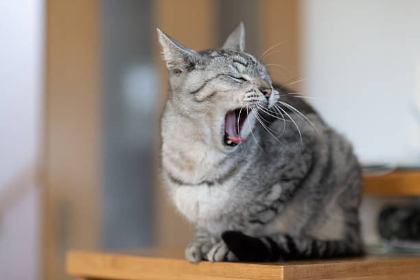 istock A cute domestic cat yawning 2253351611