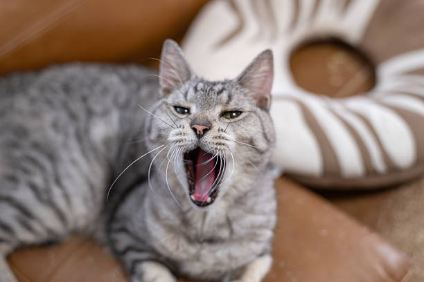 A cute domestic cat yawning