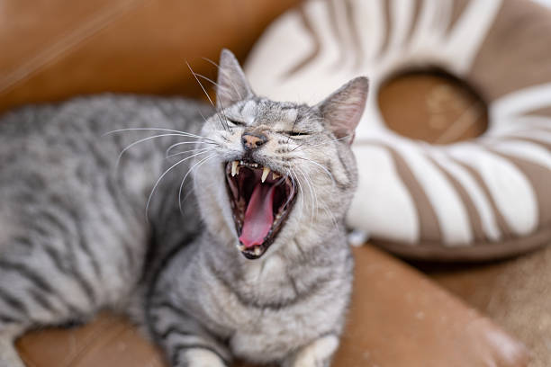 istock A cute domestic cat yawning 2253351641