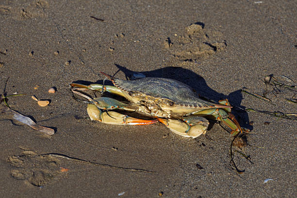 istock Blue crab lying on wet sand at ocean beach 2253351779