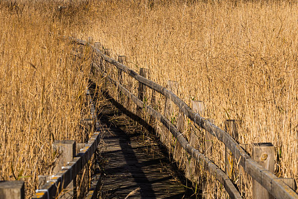 Rustic wooden boardwalk path winding through a dense natural marsh landscape with tall golden reeds under sunlight