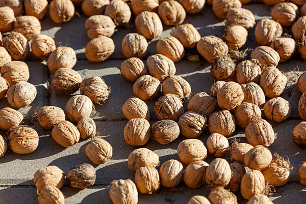 Walnuts are dried in the sun. Close-up.