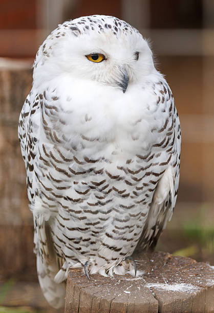 A white owl with yellow eyes is sitting on a log. It has a white head and a white body