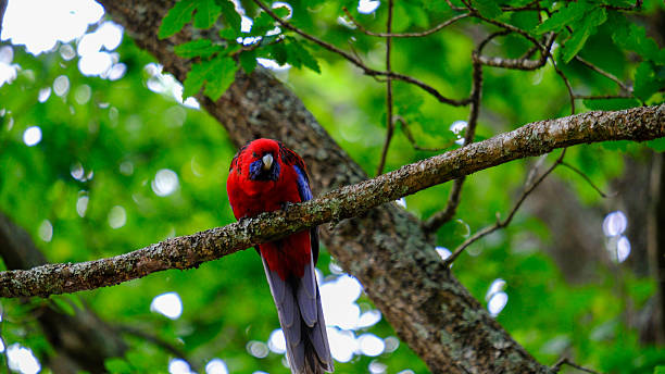 istock Crimson Rosella perched on a textured tree branch 2253352547