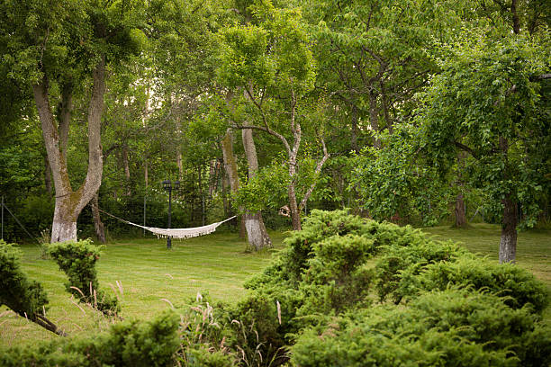 Elderly man lying in a hammock under the trees, resting by the riverside and enjoying the peace and quiet of nature. Concept of relaxation, leisure time, healthy lifestyle, and enjoying the outdoors.