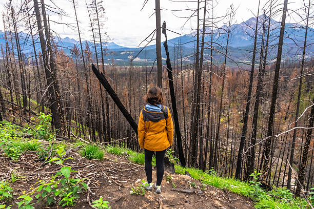 Hiker stands on a ridge overlooking a burned forest with mountains in the distance, contemplating the impact of wildfire on the environment