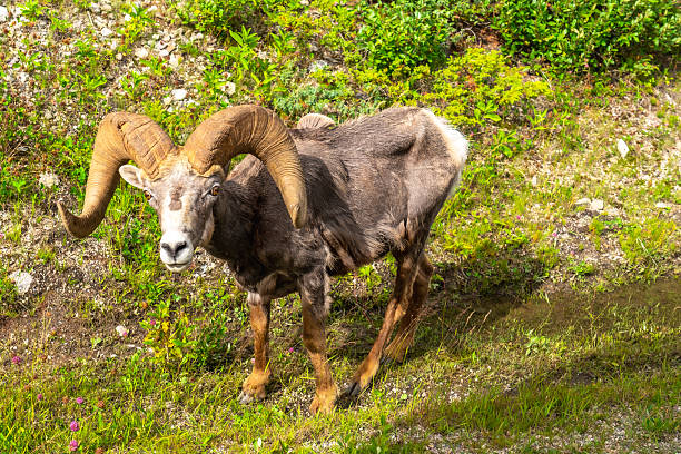 Bighorn sheep with large curled horns is standing on a grassy slope in jasper national park, showcasing the park's diverse wildlife and stunning natural beauty