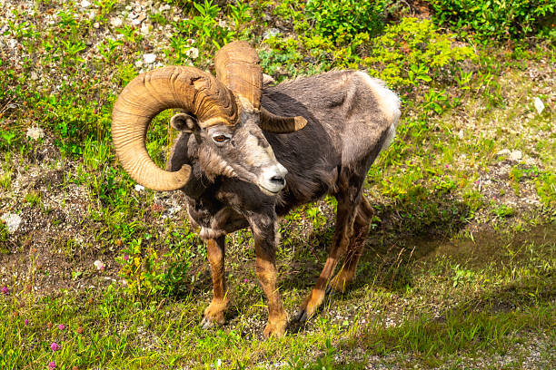 Bighorn sheep with large, curled horns standing majestically in a grassy meadow of jasper national park, highlighting the stunning beauty of canadian wildlife in its natural habitat