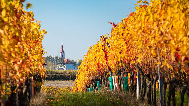 istock Vibrant autumn vineyard rows covered in frost and morning mist D 2253356513