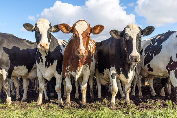 istock Cows on row side by side, front view, group of milkcow, blue sky 2253357599