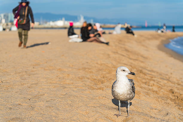 Seagull walking on the beach in Barcelona, December 2025