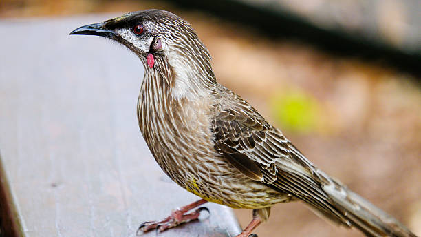 istock Side profile of a Red-wattlebird 2253358981