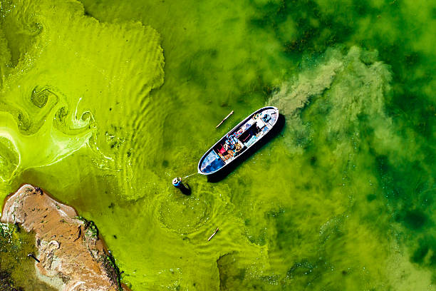 istock global climate crisis,top-down photography with droneabstract tree and forest figures emerging in salt lakes, colored waters such as yellow, red, green, brown, extinct plant species,Aerial View 2253359276