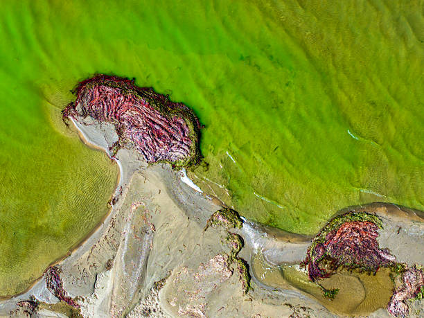 istock global climate crisis,top-down photography with droneabstract tree and forest figures emerging in salt lakes, colored waters such as yellow, red, green, brown, extinct plant species,Aerial View 2253359354