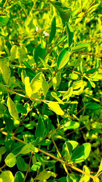 istock Fresh Green Leaves Background in Natural Sunlight 2253362916