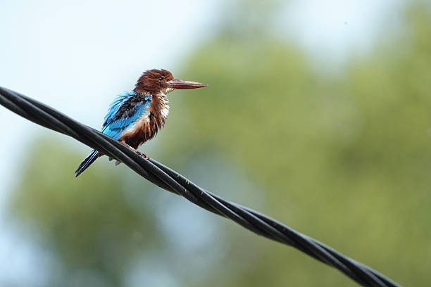 White throated kingfisher perched on a rope. Kingfisher bird sitting waiting for it's prey. Travel photo. Kingfisher Alcedo common kingfisher in tropical jungle in India during the rain