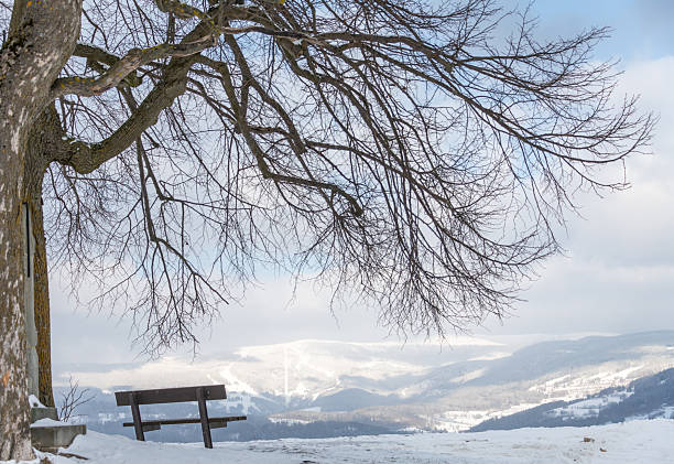 A bench under a beech tree (fagus sylvatica) with a view over a snow covered winter mountain landscape with a ski resort on the distant hills.