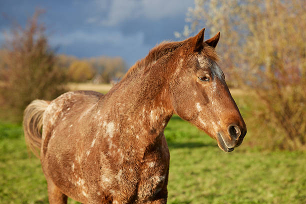 A beautiful dappled brown horse stands gracefully in a sunlit green pasture under a dramatic sky. Its unique coat pattern and calm demeanor are captured in natural light.