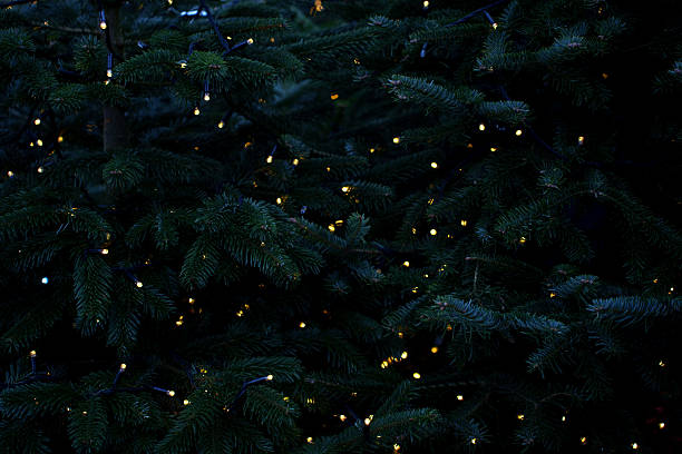 dark and serene close-up view of an evergreen tree adorned with scattered warm white string lights, conveying a festive and tranquil atmosphere amidst deep green foliage, cozy, rustic, quiet, joyful