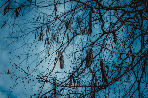 Twisted bare tree branches with dried seed pods against moody blue sky, atmospheric winter nature scene with cool monochromatic tones and intricate texture.