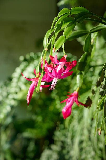 istock Close up flowering Christmas cactus. 2253369722