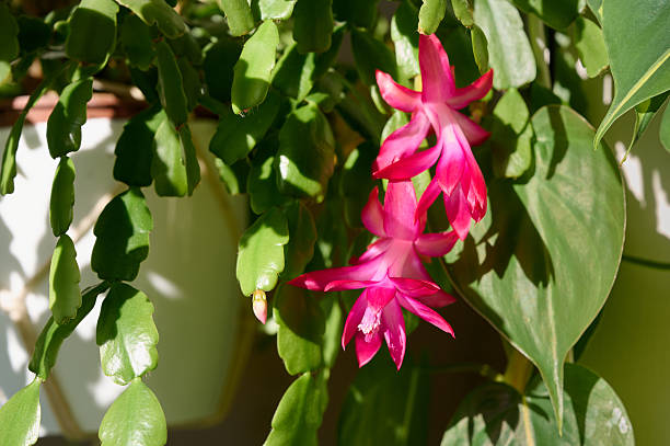 istock Close up flowering Christmas cactus. 2253369727