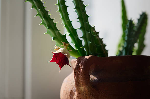 istock Huernia plant growing in the pot. 2253370346
