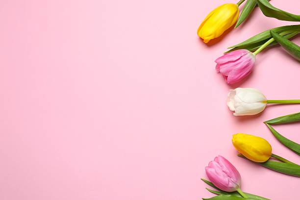 istock Beautiful fresh tulips on pink background 2253372564
