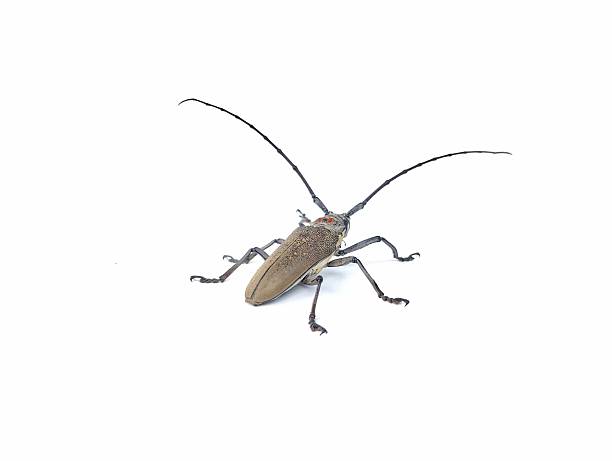 istock Longhorn beetle (Batocera rufomaculata) isolated on white background 2253373522