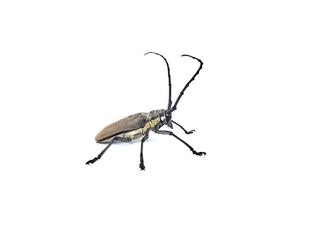 istock Longhorn beetle (Batocera rufomaculata) isolated on white background 2253373524