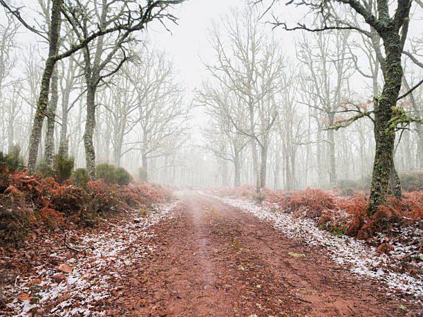 Forest path covered with fallen leaves and some snow, in a misty autumn or winter atmosphere.
