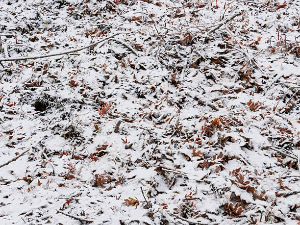Fallen, dry autumn leaves on the ground, covered with snow