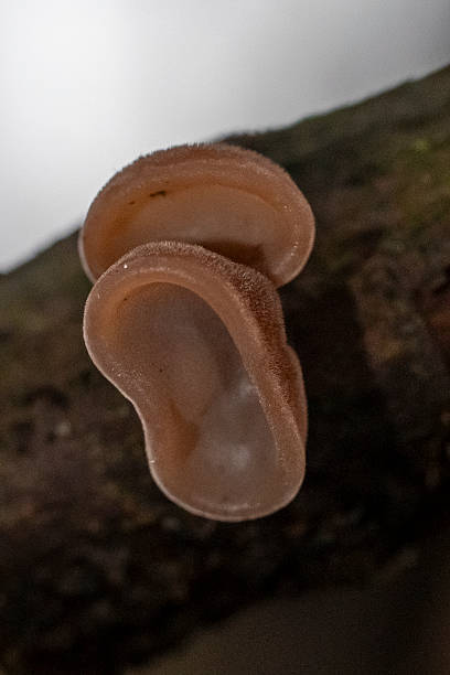 istock Jelly ear fungus 2253374683
