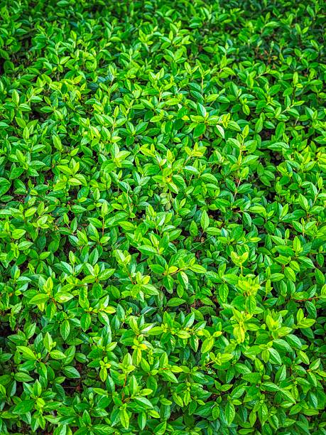 istock Fresh natural plant green leaves 2253375216