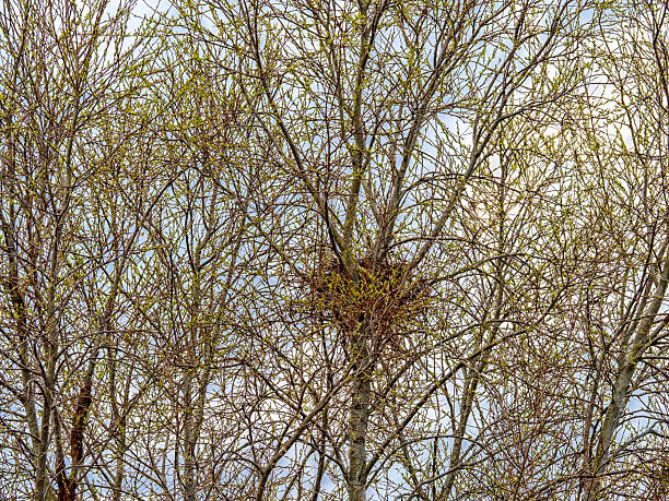 Bird's nest sitting in a tree with buds and new leaves against a cloudy sky
