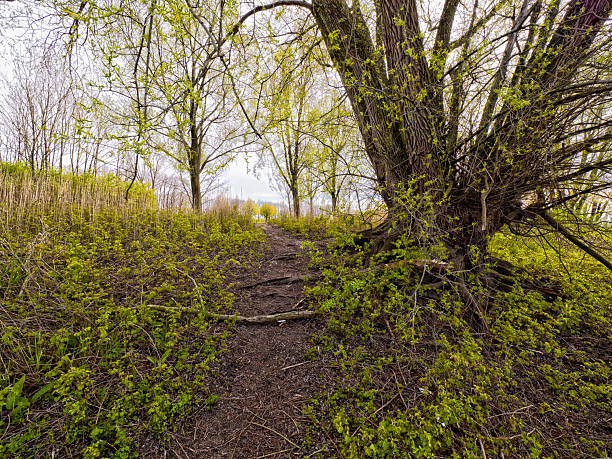 Narrow dirt path winding through a green forest with new growth in Giesbeek, Netherlands