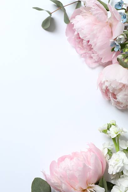 istock Beautiful pink peonies,  space for text 2253376759