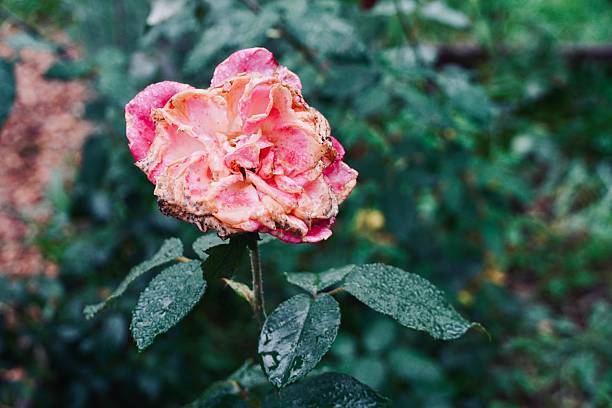 A high-angle, close-up shot of a pink rose in an advanced state of decay. The inner petals show dark brown rot and mold, while the outer petals are withered and water-damaged. The flower stands out against a dark green foliage background, illustrating the harsh reality of nature's life cycle and decomposition.