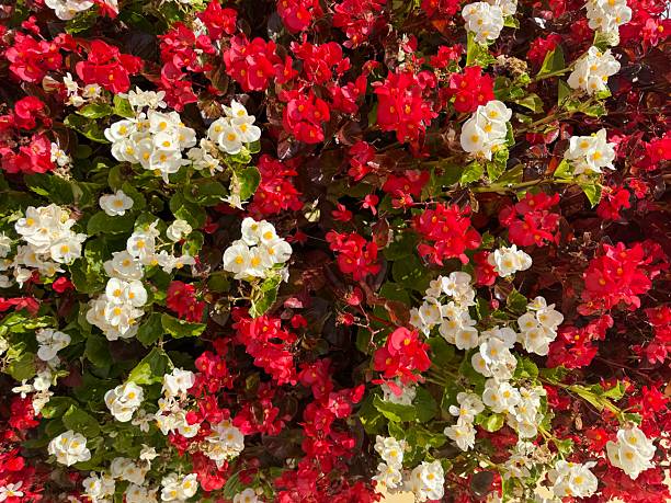 istock Beautiful bright background with begonia flowers 2253377836
