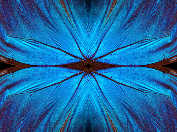blurred abstract butterfly. double exposure. tropical insect