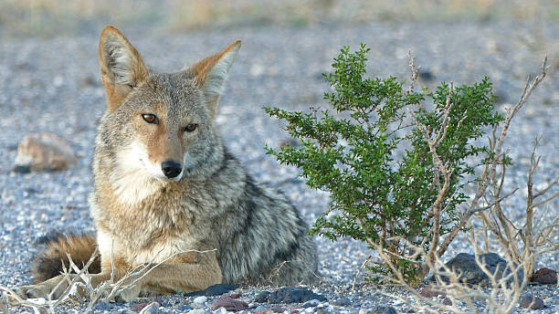 A wild coyote rests on a gravelly desert surface while remaining alert and watchful. The animal is photographed at eye level, showing detailed fur texture and expressive eyes, with sparse desert vegetation in the background. The scene represents wildlife behavior, adaptation, and survival in an arid natural habitat, with no people present.