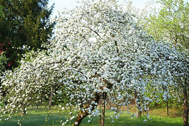 istock Spring flowering apple tree blooming abundantly with white flowers. 2253378894