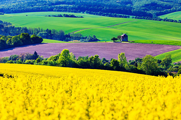 istock Vibrant spring landscape with yellow rapeseed fields, green hills, and a traditional windmill. 2253379114