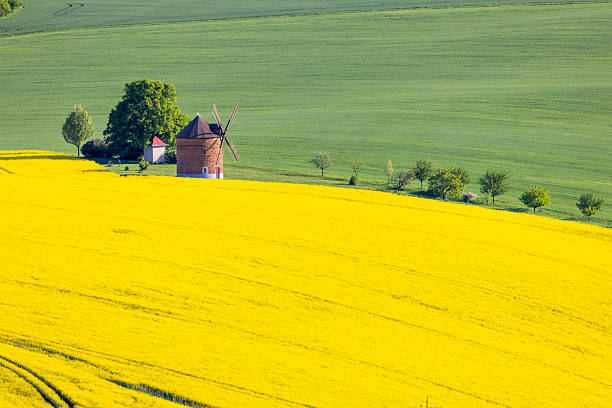 istock Windmill amidst vibrant yellow rapeseed fields and green pastures. 2253379145